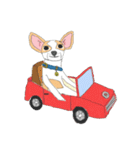 Zeen, the Chihuahua（個別スタンプ：35）