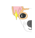 Zeen, the Chihuahua（個別スタンプ：37）
