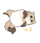 ゆるふわネコみやびの日常（個別スタンプ：5）