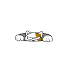 やさぐれ！「ねこ丸」 こんにちわだっ！！（個別スタンプ：36）