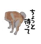 柴犬のここが好き（個別スタンプ：18）