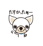 わんわんず（個別スタンプ：2）