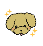 トイプードル好き必見スタンプ（個別スタンプ：22）