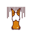 コーギー犬  スモールグレープフルーツ（個別スタンプ：25）
