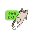 会話を邪魔する猫（個別スタンプ：39）