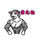 筋肉猫革命 日本語版（個別スタンプ：7）