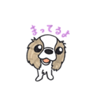 キャバリアのまるちゃん（個別スタンプ：12）