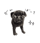 Boku Pug（個別スタンプ：15）