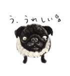 Boku Pug（個別スタンプ：30）