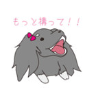 名犬！？オスカー♡（個別スタンプ：10）