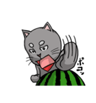 猫道（個別スタンプ：30）
