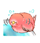 もふもふインコちゃん（個別スタンプ：13）