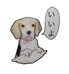 犬のきもち（個別スタンプ：7）