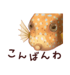 おさかなスタンプ（個別スタンプ：3）