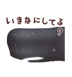 おさかなスタンプ（個別スタンプ：12）