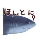 おさかなスタンプ（個別スタンプ：19）