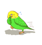 いろいろインコさん（個別スタンプ：3）