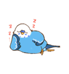 いろいろインコさん（個別スタンプ：15）