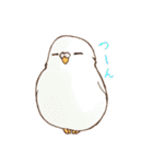 いろいろインコさん（個別スタンプ：24）