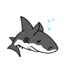 【ホホジロザメ】サメ【ホオジロザメ】2（個別スタンプ：12）