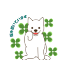 北海道犬（個別スタンプ：31）