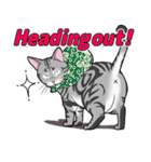 Cat American Shorthair(English ver.)（個別スタンプ：12）