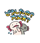 うちのウーパールーパーさん（個別スタンプ：19）