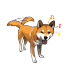 柴犬家族（個別スタンプ：31）