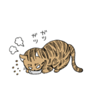おれはキャツ（個別スタンプ：34）