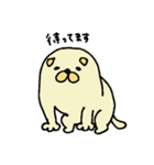 柴犬コロ（個別スタンプ：1）