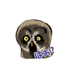 フクロウスタンプ（個別スタンプ：4）