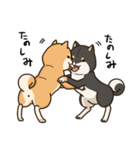 柴犬日和（個別スタンプ：40）