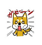 GOGO！柴犬くん（個別スタンプ：8）