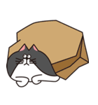 めがねことたまちゃん（個別スタンプ：36）