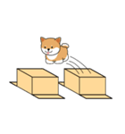 箱入りしばちゃん（個別スタンプ：15）