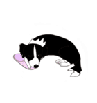 ボーダーコリーのいちご（個別スタンプ：31）