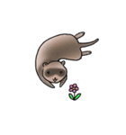 フェレットさん（個別スタンプ：6）