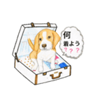 ビーグル犬の台湾さんぽ（個別スタンプ：8）