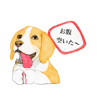 ビーグル犬の台湾さんぽ（個別スタンプ：11）