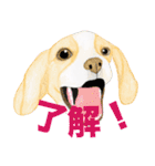 ビーグル犬の台湾さんぽ（個別スタンプ：17）