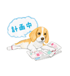 ビーグル犬の台湾さんぽ（個別スタンプ：19）