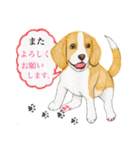 ビーグル犬の台湾さんぽ（個別スタンプ：35）