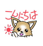 チワワ 犬スタンプ（個別スタンプ：1）