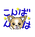 チワワ 犬スタンプ（個別スタンプ：3）