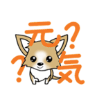 チワワ 犬スタンプ（個別スタンプ：11）