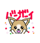 チワワ 犬スタンプ（個別スタンプ：30）