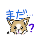 チワワ 犬スタンプ（個別スタンプ：33）