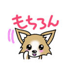 チワワ 犬スタンプ（個別スタンプ：35）