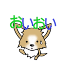 チワワ 犬スタンプ（個別スタンプ：37）