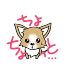 チワワ 犬スタンプ（個別スタンプ：38）